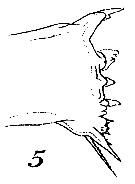 Espce Mesocalanus tenuicornis - Planche 16 de figures morphologiques