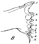 Espce Calanus helgolandicus - Planche 13 de figures morphologiques