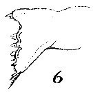 Espce Nannocalanus minor - Planche 25 de figures morphologiques