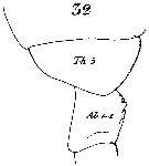 Espce Calanus helgolandicus - Planche 16 de figures morphologiques