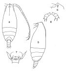 Espce Lophothrix latipes - Planche 1 de figures morphologiques