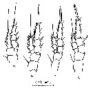Espce Centropages ponticus - Planche 15 de figures morphologiques