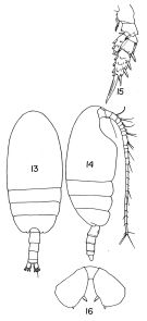 Espce Scolecithricella dentata - Planche 2 de figures morphologiques