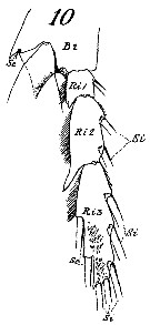 Espce Calanus hyperboreus - Planche 11 de figures morphologiques