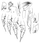 Espce Euchirella unispina - Planche 2 de figures morphologiques