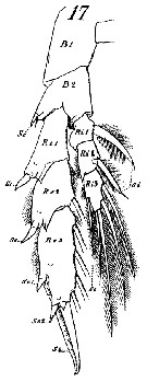 Espce Undinula vulgaris - Planche 27 de figures morphologiques