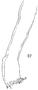 Espce Phaenna spinifera - Planche 25 de figures morphologiques