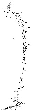Espce Phaenna spinifera - Planche 26 de figures morphologiques