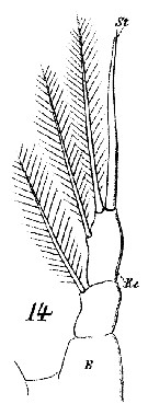 Espce Rhincalanus nasutus - Planche 28 de figures morphologiques
