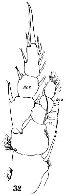Espce Isias clavipes - Planche 8 de figures morphologiques