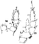 Espce Isias clavipes - Planche 9 de figures morphologiques