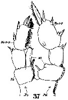 Espce Isias clavipes - Planche 11 de figures morphologiques
