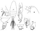 Espce Euchirella truncata - Planche 2 de figures morphologiques