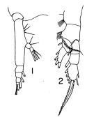 Espce Eucalanus bungii - Planche 1 de figures morphologiques