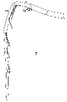 Espce Lucicutia longicornis - Planche 6 de figures morphologiques