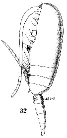 Espce Clausocalanus furcatus - Planche 16 de figures morphologiques