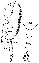 Espce Drepanopus forcipatus - Planche 14 de figures morphologiques