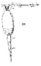 Espce Drepanopus forcipatus - Planche 18 de figures morphologiques