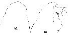 Espce Calocalanus plumulosus - Planche 11 de figures morphologiques