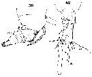 Espce Calocalanus plumulosus - Planche 12 de figures morphologiques