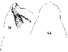 Espce Calocalanus pavo - Planche 16 de figures morphologiques