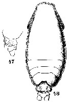 Espce Calocalanus styliremis - Planche 12 de figures morphologiques