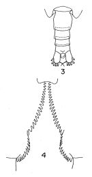 Espce Calanus pacificus - Planche 2 de figures morphologiques