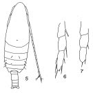 Espce Neocalanus gracilis - Planche 1 de figures morphologiques