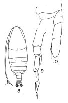 Espce Neocalanus robustior - Planche 1 de figures morphologiques