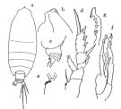 Espce Euchirella curticauda - Planche 1 de figures morphologiques