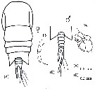 Espce Temora stylifera - Planche 25 de figures morphologiques