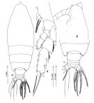 Espce Euchirella maxima - Planche 4 de figures morphologiques