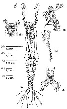 Espce Monstrilla bahiana - Planche 1 de figures morphologiques