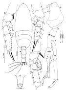 Espce Scottocalanus farrani - Planche 1 de figures morphologiques