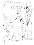 Espce Scottocalanus helenae - Planche 1 de figures morphologiques
