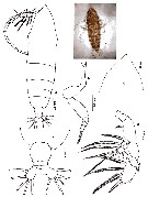 Espce Haloptilus spiniceps - Planche 18 de figures morphologiques