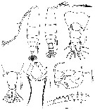 Species Acartia (Odontacartia) amboinensis - Plate 7 of morphological figures