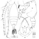 Espce Scottocalanus longispinus - Planche 1 de figures morphologiques