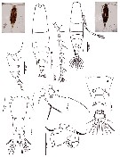 Species Acartia (Odontacartia) pacifica - Plate 8 of morphological figures