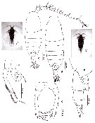 Espce Candacia catula - Planche 7 de figures morphologiques