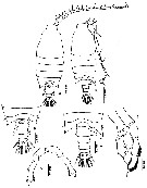 Espce Candacia pachydactyla - Planche 14 de figures morphologiques