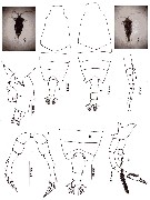 Espce Candacia truncata - Planche 9 de figures morphologiques