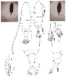 Espce Centropages gracilis - Planche 12 de figures morphologiques