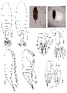 Species Centropages orsinii - Plate 14 of morphological figures