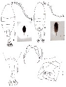 Species Calanopia aurivilli - Plate 5 of morphological figures