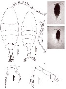 Espce Calanopia elliptica - Planche 15 de figures morphologiques