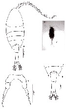 Espce Calanopia minor - Planche 7 de figures morphologiques