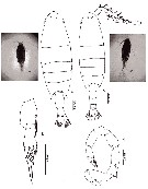 Espce Calanopia thompsoni - Planche 8 de figures morphologiques