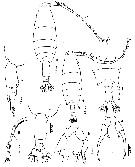 Espce Labidocera bengalensis - Planche 7 de figures morphologiques