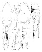 Espce Scottocalanus persecans - Planche 1 de figures morphologiques